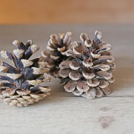 Bergbutzen Mit Balkon Braunlage