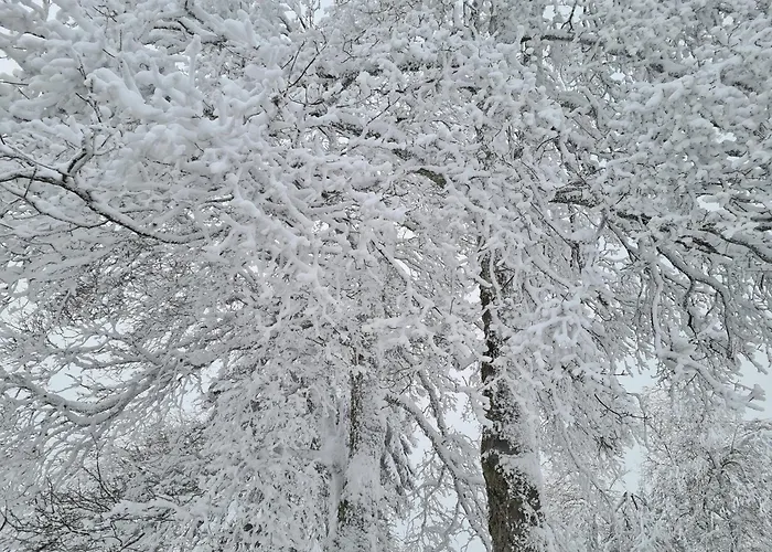 Bergbutzen Mit Balkon Braunlage